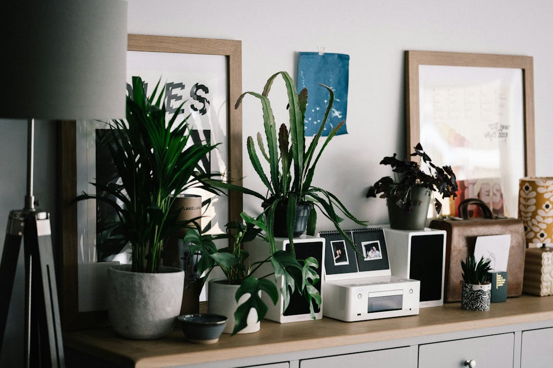 Various potted plants arranged on a sideboard with framed pictures and a lamp.